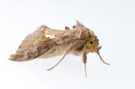 insect snout moth isolated on whiteの写真素材