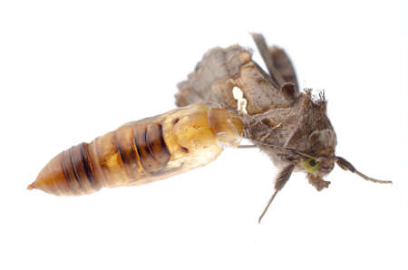 insect snout moth isolated on whiteの写真素材