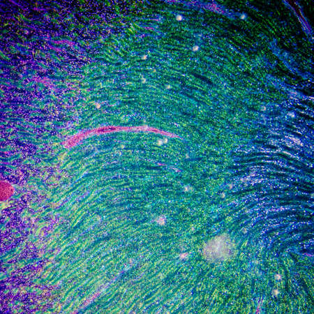 science medical anthropotomy physiology microscopic section of human kidney tissue backgroundの写真素材