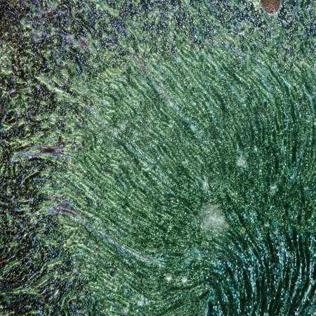 science medical anthropotomy physiology microscopic section of human kidney tissue backgroundの写真素材