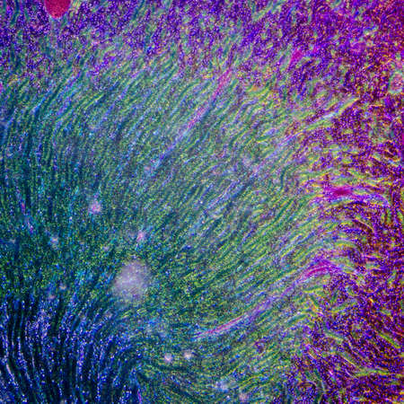 science medical anthropotomy physiology microscopic section of human kidney tissue backgroundの写真素材
