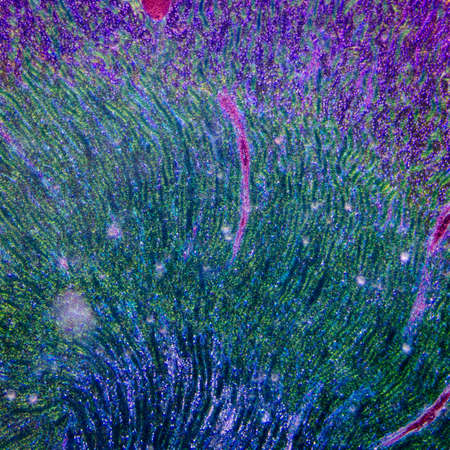 science medical anthropotomy physiology microscopic section of human kidney tissue backgroundの写真素材