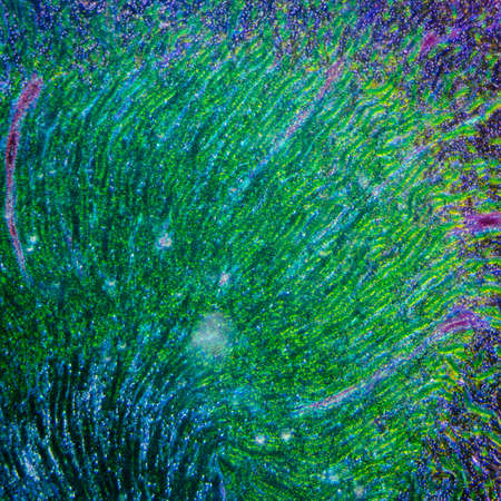 science medical anthropotomy physiology microscopic section of human kidney tissue backgroundの写真素材