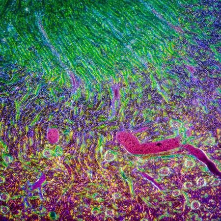 science medical anthropotomy physiology microscopic section of human kidney tissue backgroundの写真素材
