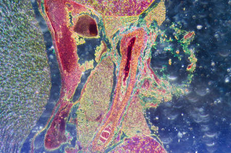 science medical anthropotomy physiology microscopic section of human kidney tissue backgroundの写真素材