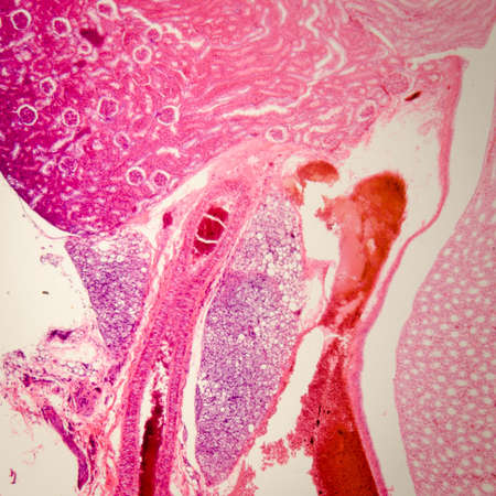 science medical anthropotomy physiology microscopic section of human kidney tissue background
