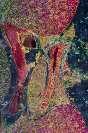 science medical anthropotomy physiology microscopic section of human kidney tissue backgroundの写真素材