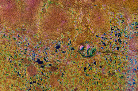 science medical anthropotomy physiology microscopic section of lymphatic node tissue backgroundの写真素材