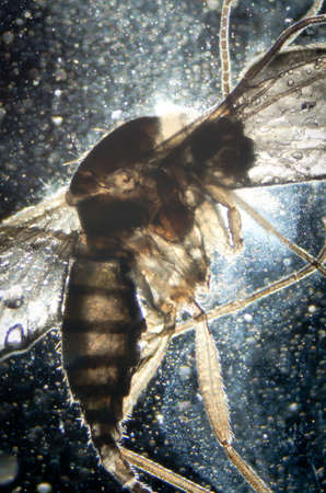 science microscopy micrograph tiny animal insectの写真素材