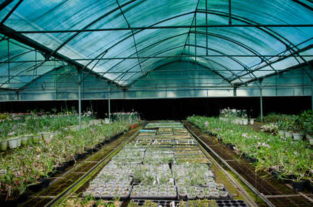 plant green house orchid flower nurseryの写真素材