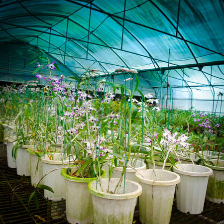 plant green house orchid flower nurseryの写真素材