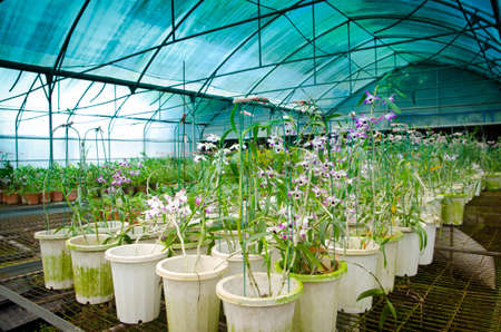 plant green house orchid flower nurseryの写真素材