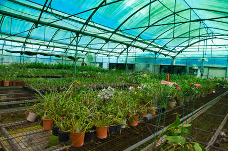 plant green house orchid flower nurseryの写真素材