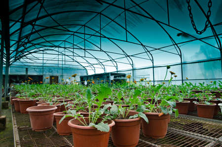 plant green house orchid flower nurseryの写真素材