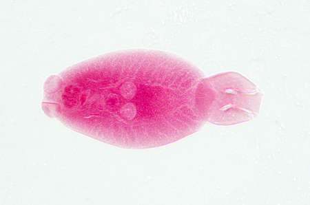 science aquaculture fish parasite Benedenia seriolae worm micrograph