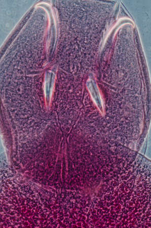 science aquaculture fish parasite Benedenia seriolae worm micrographの写真素材