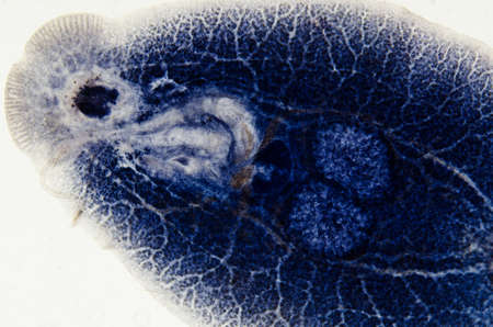 science aquaculture fish parasite Benedenia seriolae worm micrographの写真素材
