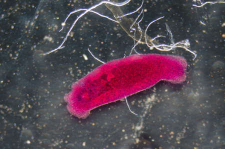 science aquaculture fish parasite Benedenia seriolae worm micrographの写真素材