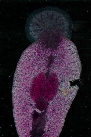 science aquaculture fish parasite Benedenia seriolae worm micrographの写真素材