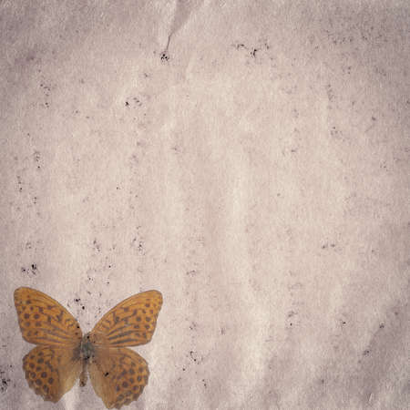 butterfly old grunge paper texture backgroundの写真素材