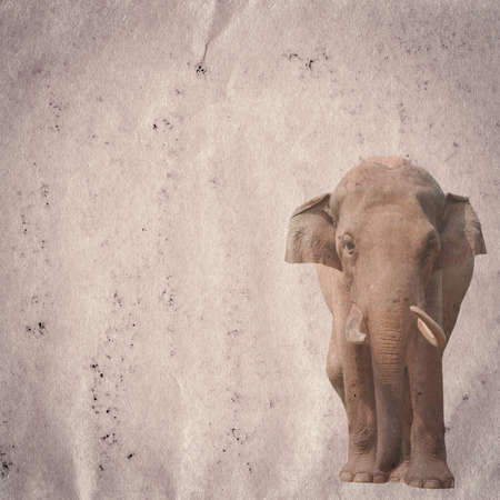 elephant on old grunge paper texture backgroundの写真素材