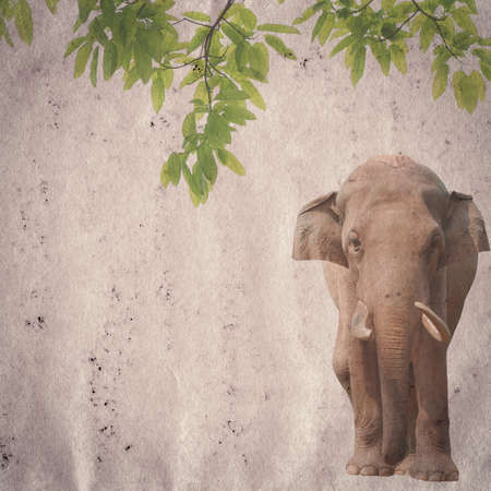 elephant and green leaf on old grunge paper texture backgroundの写真素材
