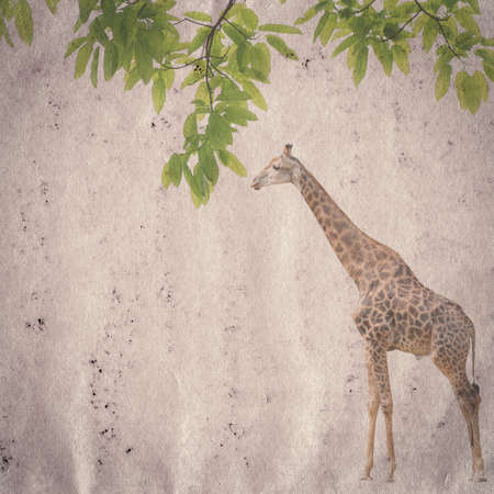 giraffe and green leaf old grunge paper texture backgroundの写真素材