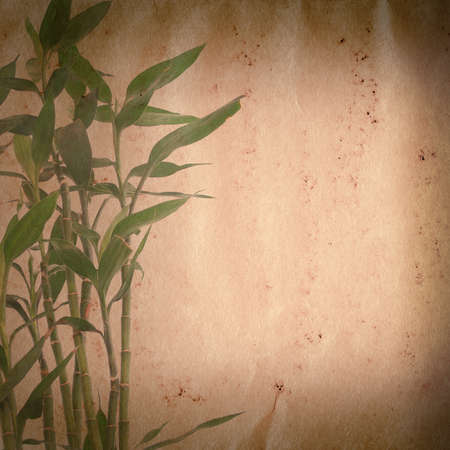 bamboo on old grunge paper texture backgroundの写真素材