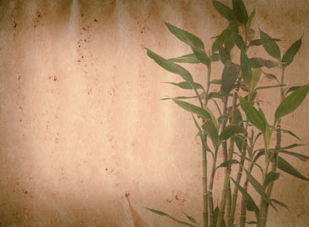 bamboo on old grunge paper texture backgroundの写真素材