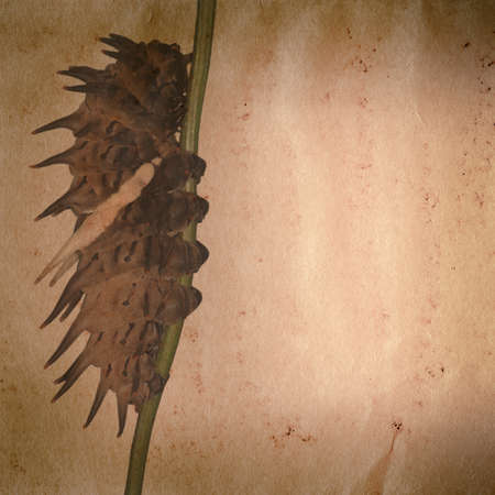 butterfly caterpillar on old grunge paper texture backgroundの写真素材