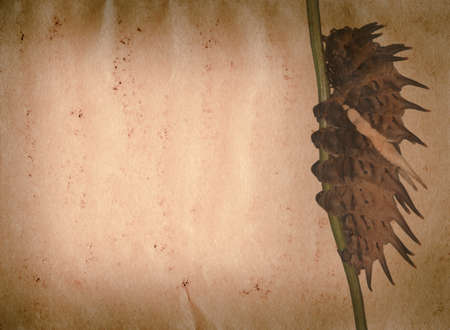 butterfly caterpillar on old grunge paper texture backgroundの写真素材