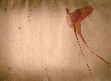 long tail butterfly moth on old grunge paper texture backgroundの写真素材