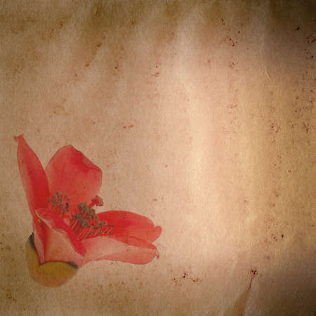 bombax ceiba red flower old grunge paper texture backgroundの写真素材