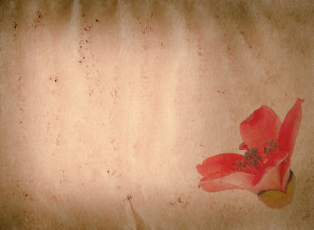 bombax ceiba red flower old grunge paper texture backgroundの写真素材