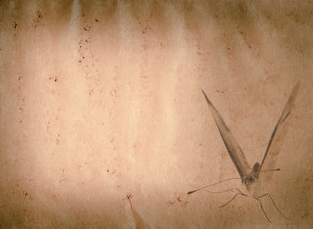 butterfly old grunge paper texture backgroundの写真素材