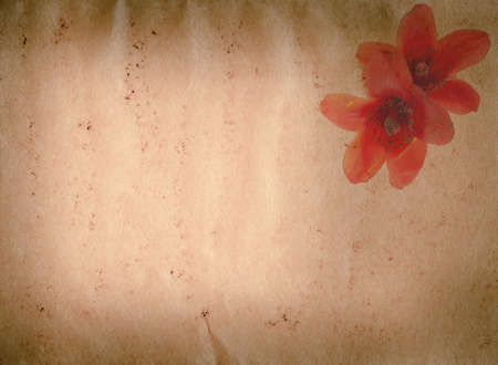 bombax ceiba red flower old grunge paper texture backgroundの写真素材