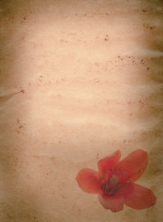 bombax ceiba red flower old grunge paper texture backgroundの写真素材