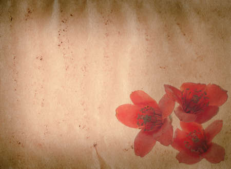 bombax ceiba red flower old grunge paper texture backgroundの写真素材