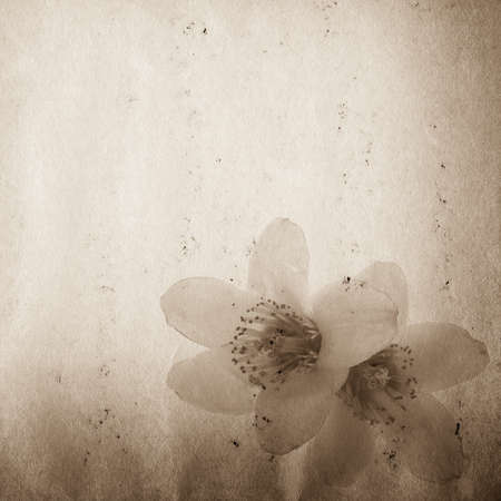 bombax ceiba red flower old grunge paper texture backgroundの写真素材