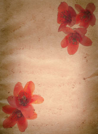 bombax ceiba red flower old grunge paper texture backgroundの写真素材