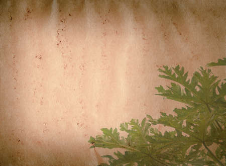 spring nature green leaf old grunge paper texture backgroundの写真素材