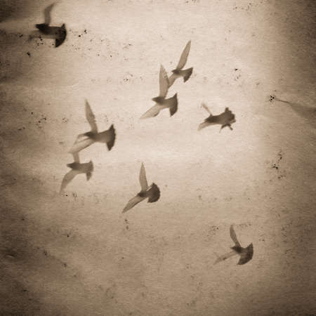 flying dove group old grunge paper texture backgroundの写真素材