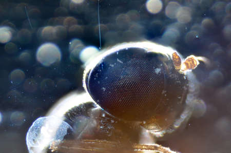 science microscopy micrograph animal mouth parts of insect flyの写真素材