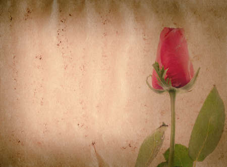red rose flower old grunge paper texture backgroundの写真素材