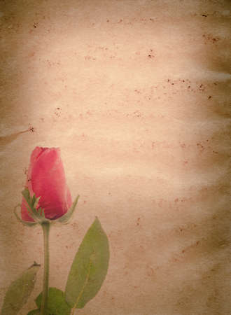 red rose flower old grunge paper texture backgroundの写真素材