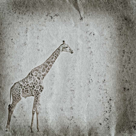 giraffe old grunge paper texture backgroundの写真素材