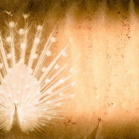 peacock bird old grunge paper texture backgroundの写真素材