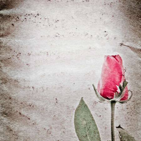 red rose flower old grunge paper texture backgroundの写真素材