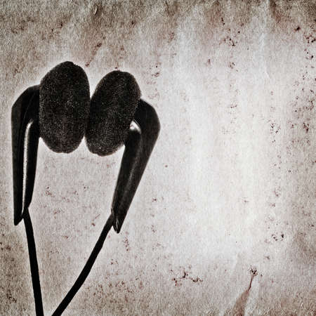 music earphone old grunge paper texture backgroundの写真素材