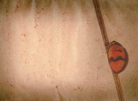 insect ladybug old grunge paper texture nature backgroundの写真素材